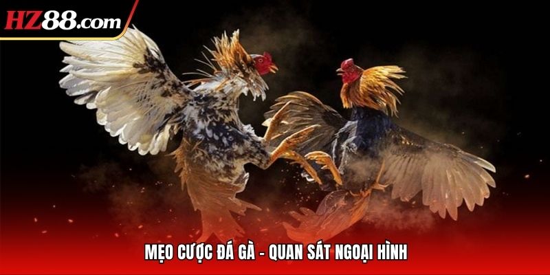 các mẹo cược đá gà hiệu quả